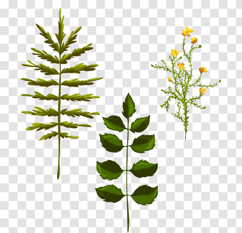 Leaf - Conifer - Different Herbs Transparent PNG