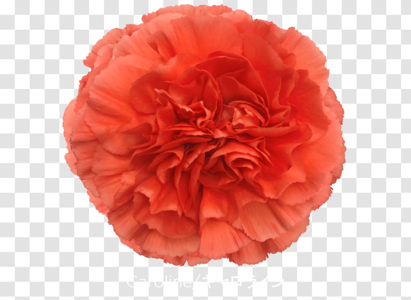 Carnation Cabbage Rose Cut Flowers Garden Roses Ikebana - Carnations Transparent PNG