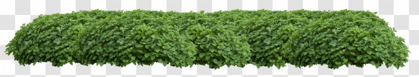 Hedge Ornamental Plant Stock Photography Royalty-free - Tree Transparent PNG
