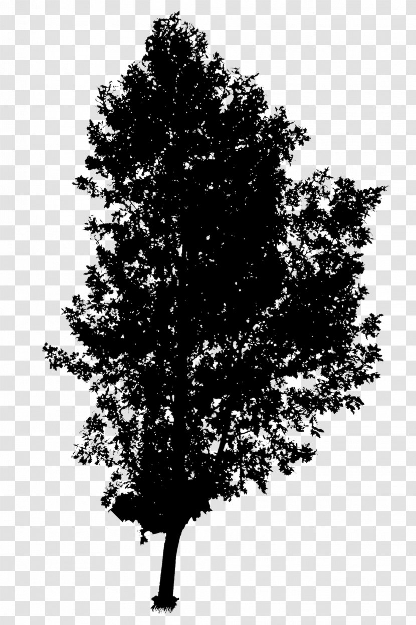 Black & White - Branch - M Silhouette Leaf Transparent PNG
