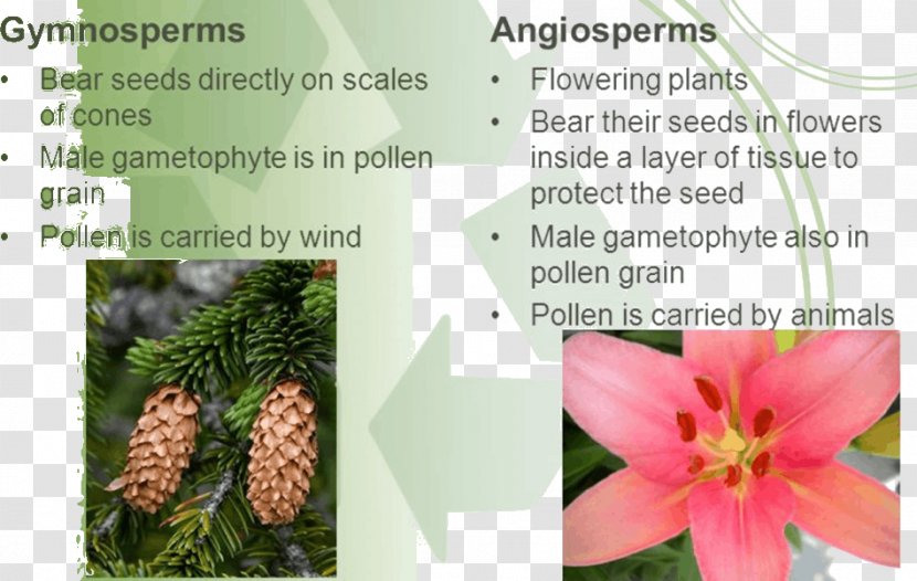 Tree Flowering Plant Gametophyte Transparent PNG