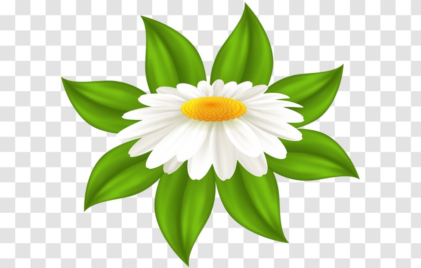 Common Daisy Television Clip Art - Saisy Transparent PNG