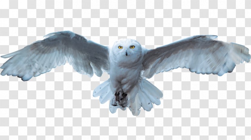 Snowy Owl Bird - Of Prey - White Transparent PNG