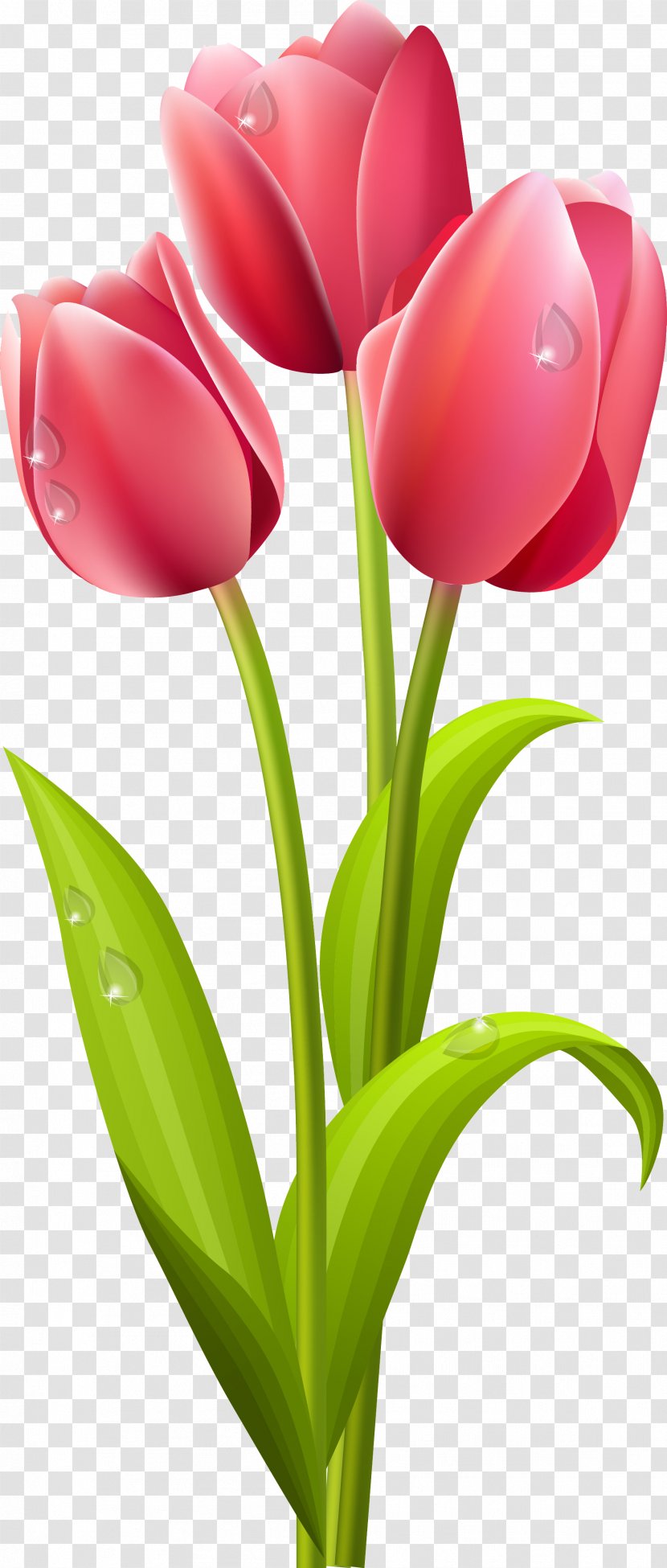 Tulip Cut Flowers Clip Art - Petal Transparent PNG