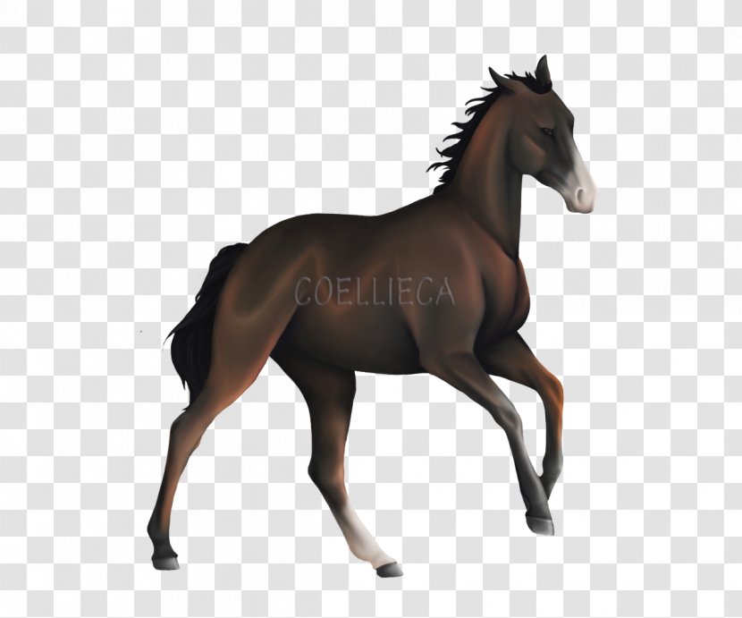 Mustang Foal Stallion Colt Mare Transparent PNG