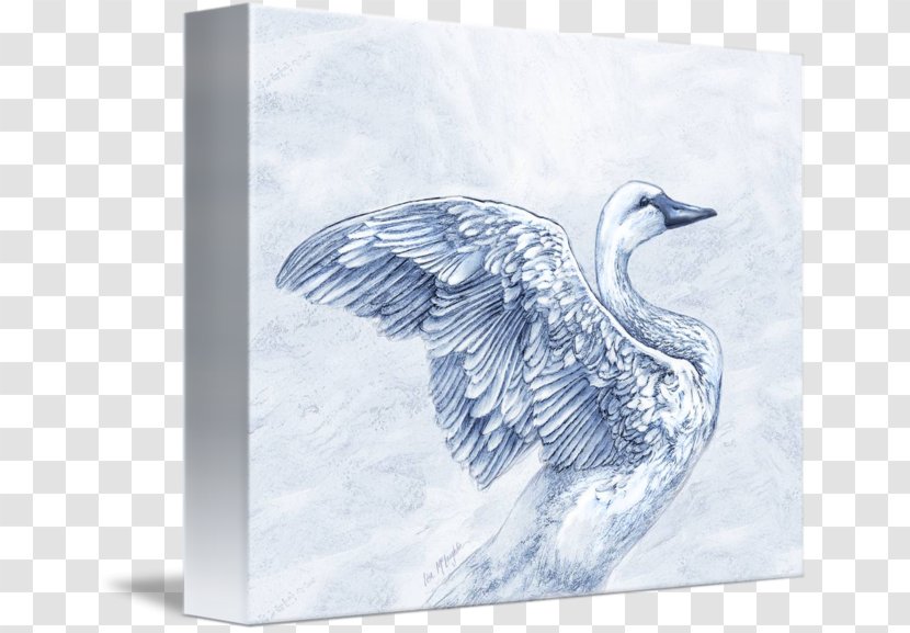 Duck Cygnini Imagekind Goose Art - Ducks Geese And Swans Transparent PNG