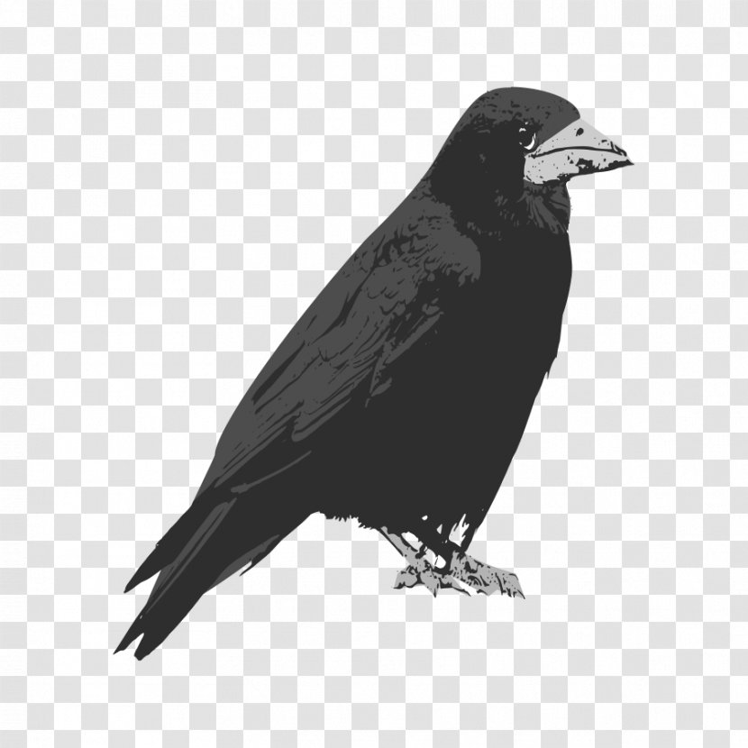 Rook Bird Common Raven Clip Art - American Crow Transparent PNG