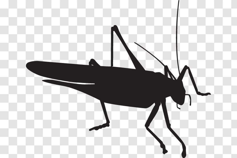 Fly Beetle Grasshopper Pest Control - Cricket Transparent PNG