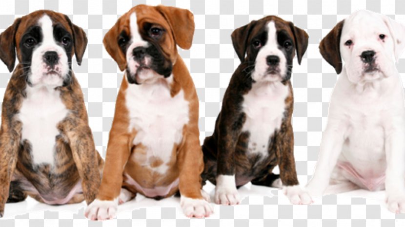 Valley Bulldog Boxer Dog Breed Kennel Club - Chow Transparent PNG