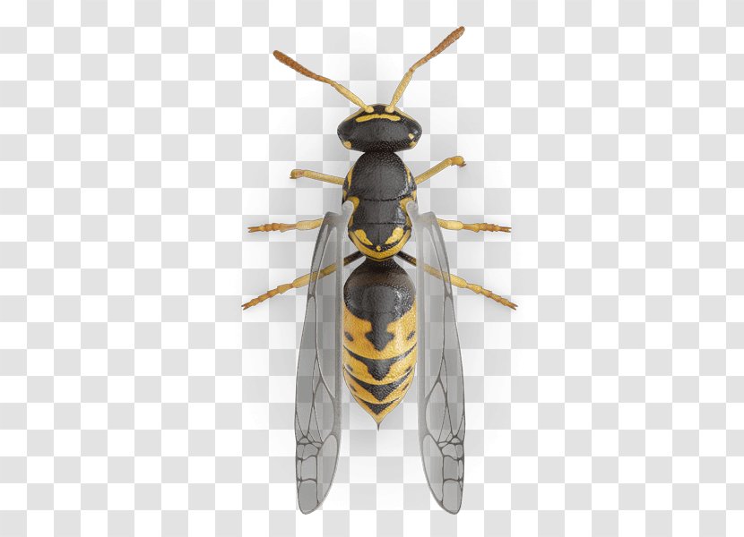 Western Honey Bee Hornet Yellowjacket Characteristics Of Common Wasps And Bees - Arthropod Transparent PNG