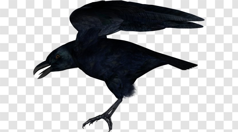 American Crow New Caledonian Rook Common Raven - Crows Transparent PNG