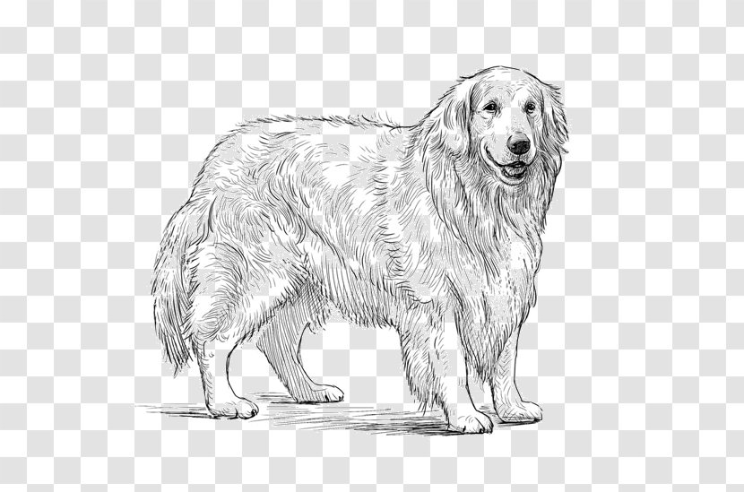 Golden Retriever Dog Breed Sketch Companion Vector Graphics - Artwork Transparent PNG