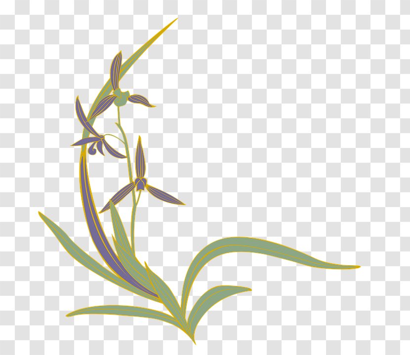 Flowering Plant Grasses Slipper Orchids - Grass Family - Flower Transparent PNG