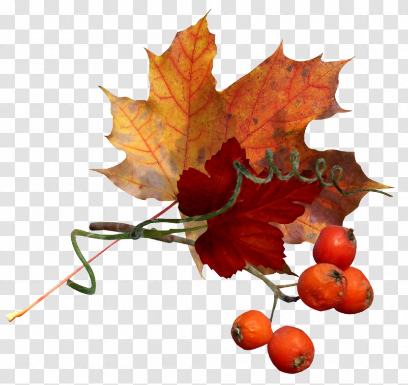 Autumn Flower Clip Art Transparent PNG