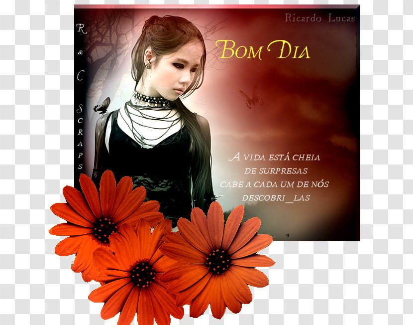 Transvaal Daisy Orkut Album Cover Happiness Font - Bom Dia Transparent PNG