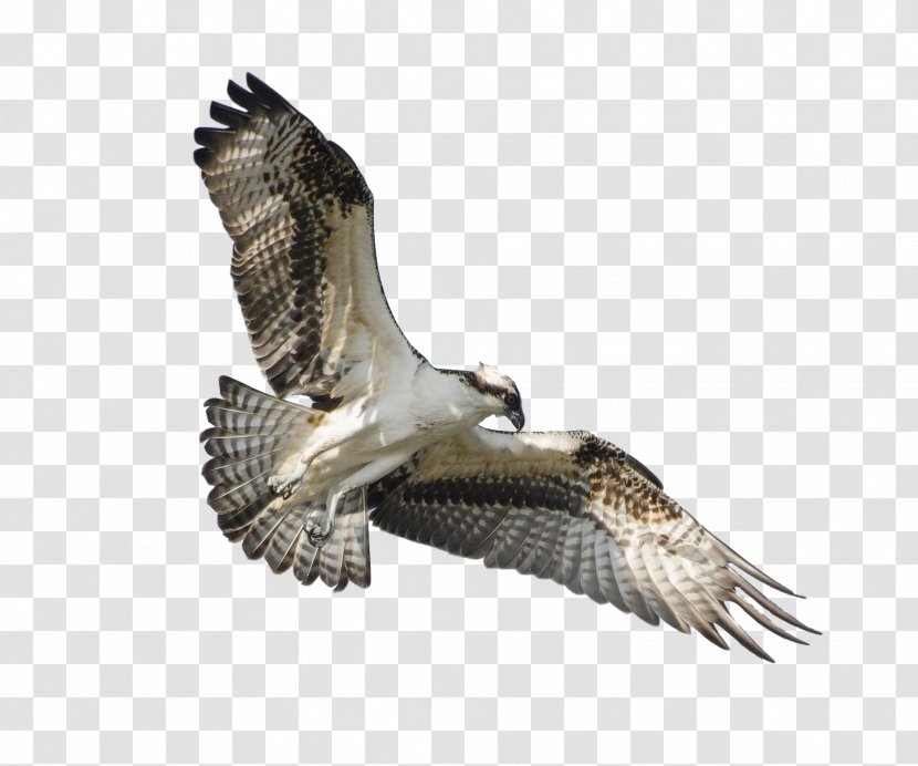 Bird Of Prey Flight Osprey Wing Transparent PNG
