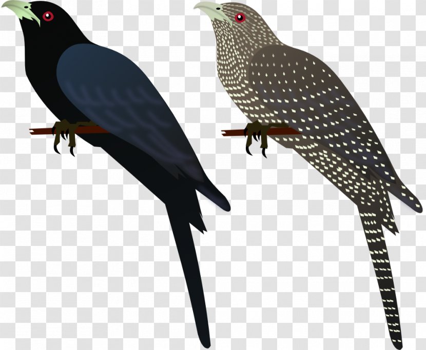 Bird Common Myna Finches Asian Koel Indian Roller - Cuckoo Transparent PNG