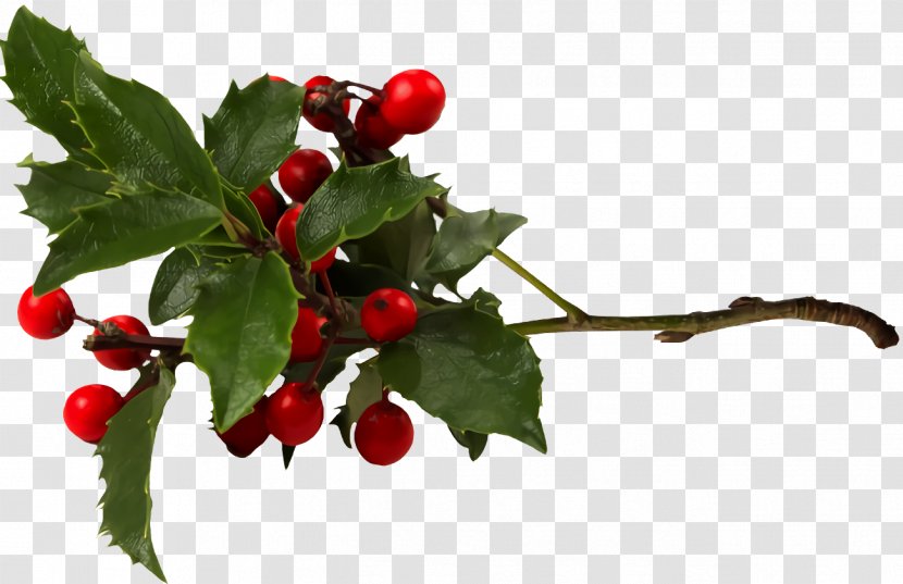 Christmas Holly Ilex - Leaf Verticillataamerican Winterberry Transparent PNG