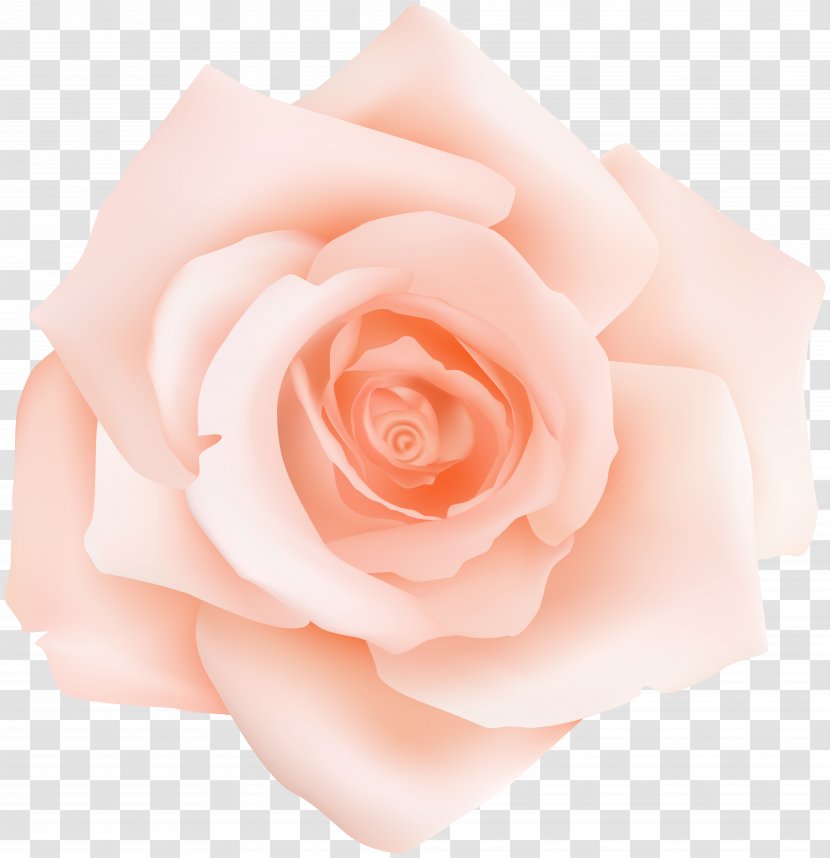 Garden Roses Centifolia Pink Petal Flower - Peach Rose Transparent Clip Art Transparent PNG