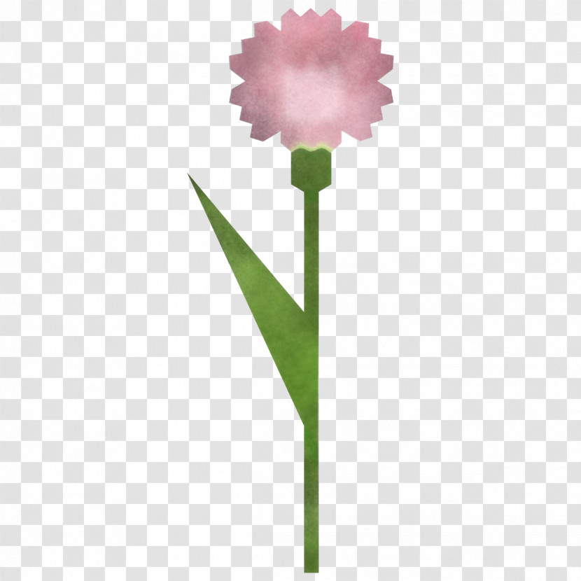 Carnation Flower Transparent PNG