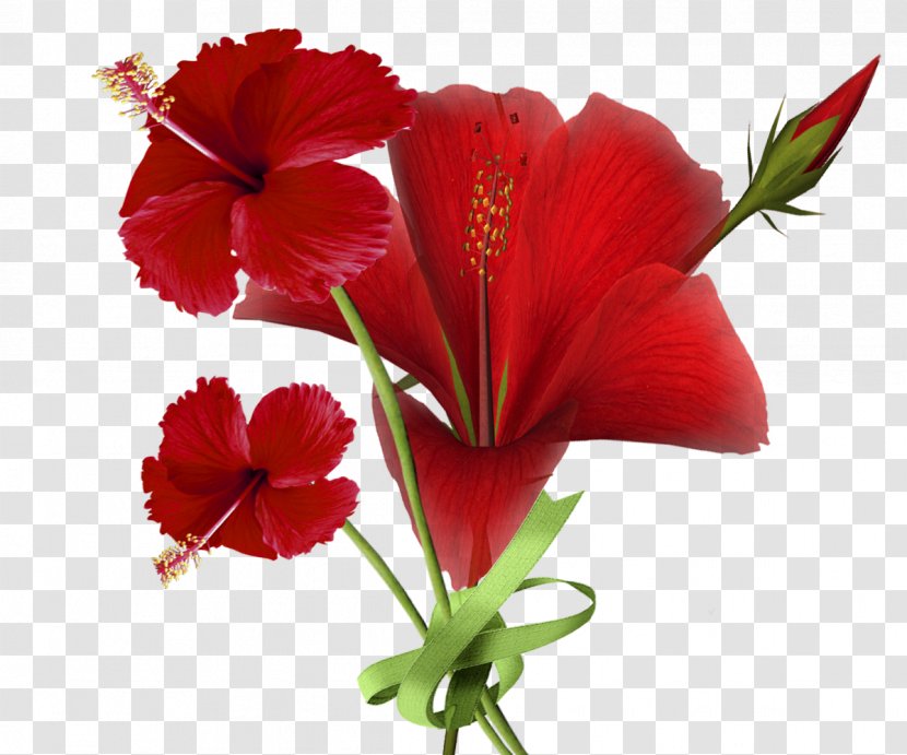 Shoeblackplant Cut Flowers Clip Art - Flower - Red Transparent PNG