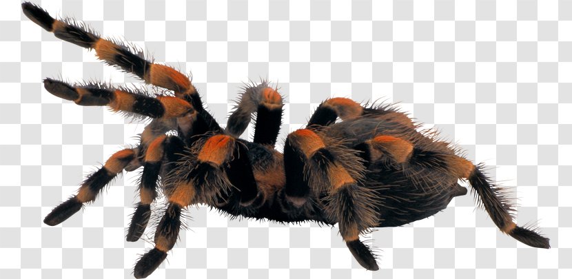 Spider Clip Art - Image File Formats Transparent PNG