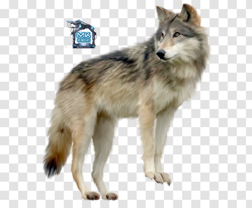 Tamaskan Dog Siberian Husky German Shepherd Seppala Sleddog Greenland - Fur - Puppy Transparent PNG