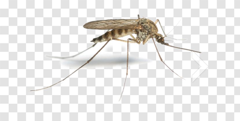 Flying Mosquitoes Pest - Insects Transparent PNG