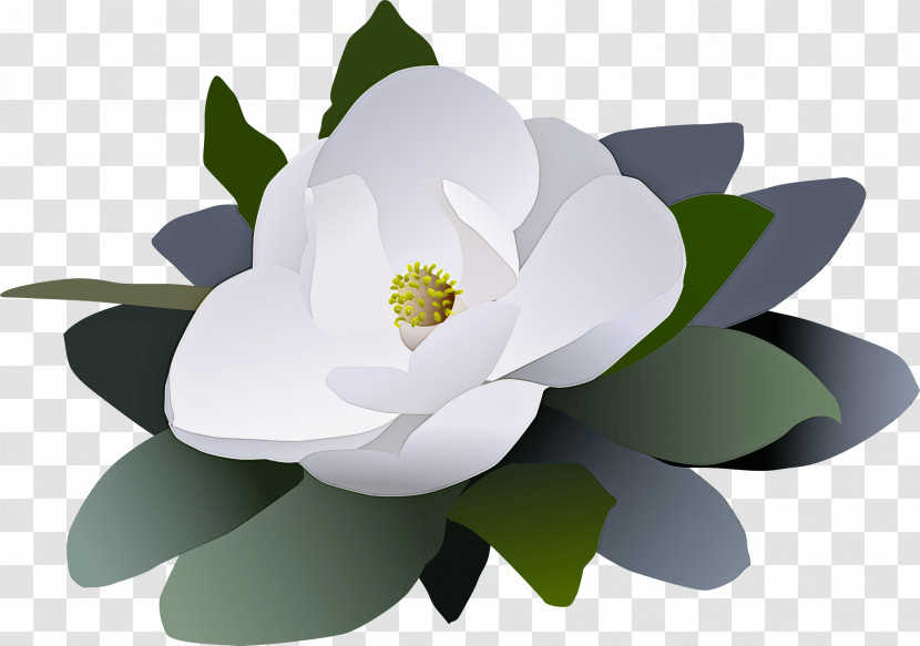 Lotus Transparent PNG