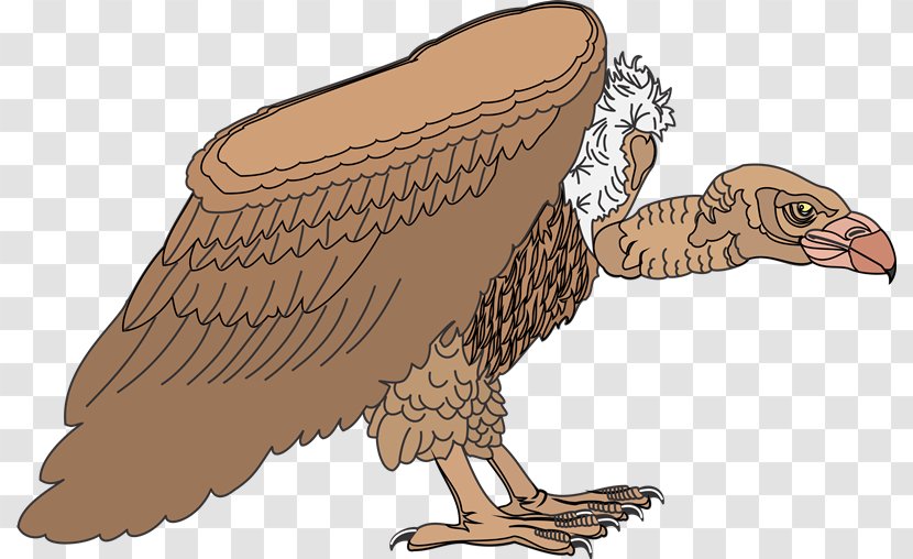 Eagle Vulture Hawk Clip Art - Chicken - Aves Transparent PNG