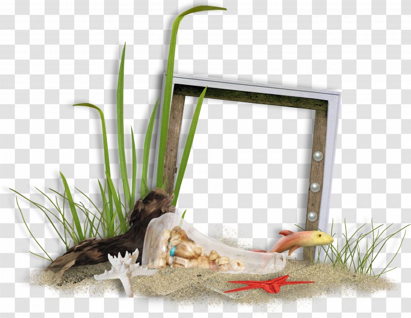 Picture Frame Clip Art - Fish - Grass Wooden Transparent PNG