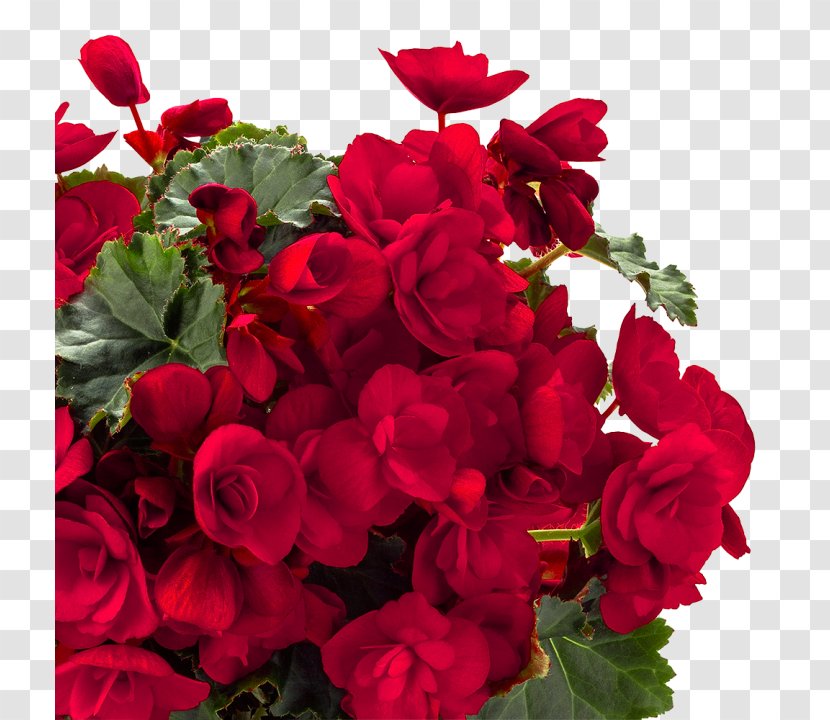 Garden Roses Centifolia Red Wax Begonia Flower - Petal Transparent PNG