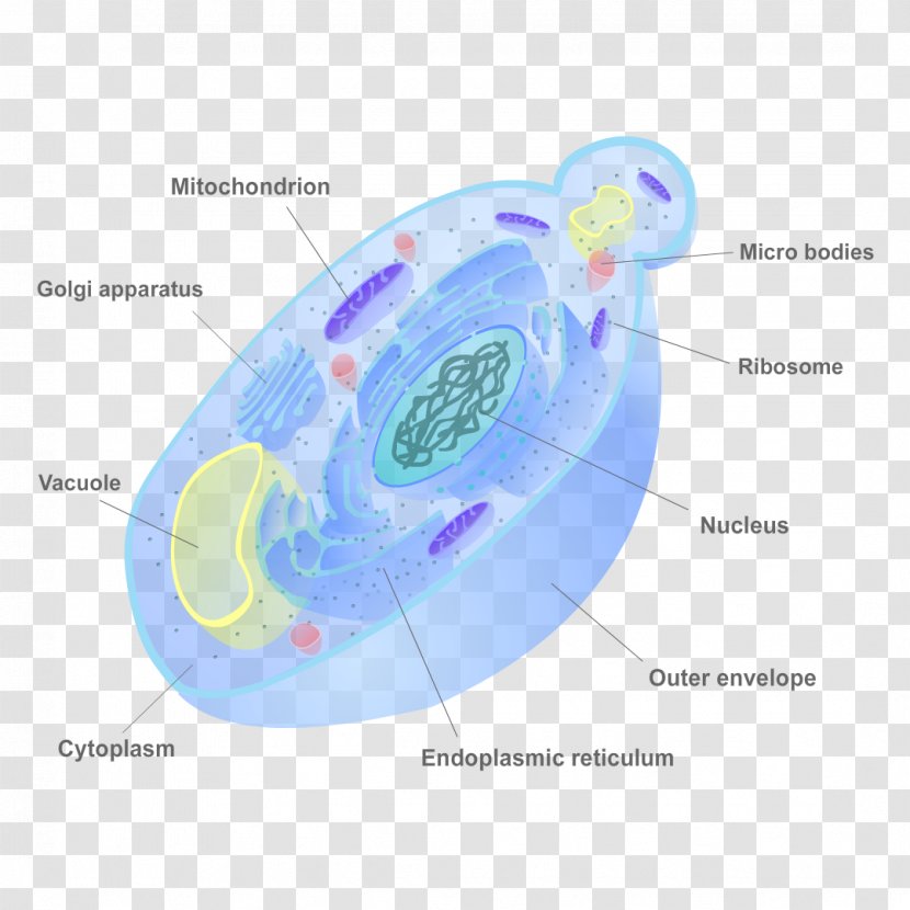 Fungus Cell Wall Yeast Biology - Water Transparent PNG