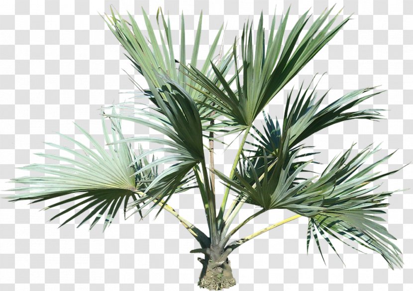 Palm Tree - Sabal Minor - Paurotis Woody Plant Transparent PNG