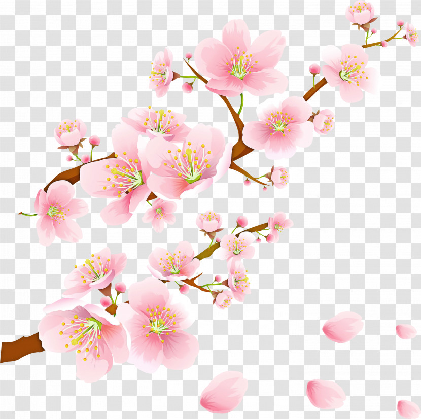 Cherry Blossom Transparent PNG