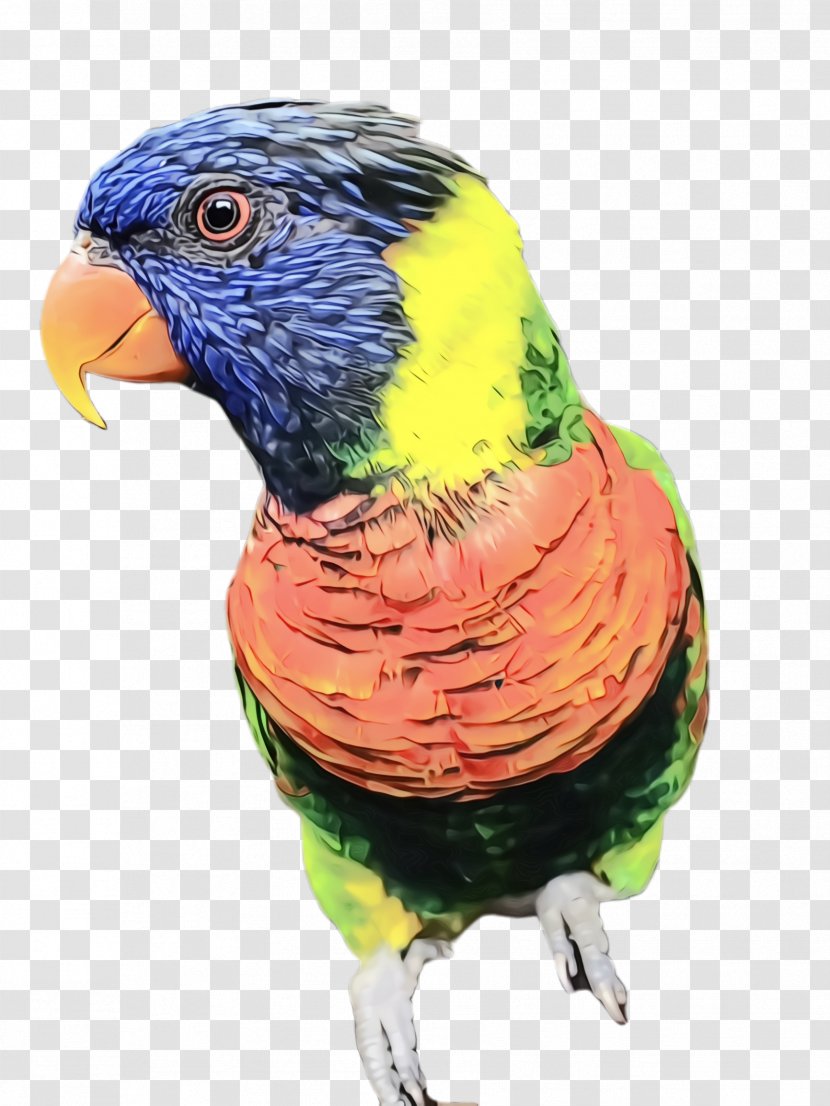 Colorful Background - Pet - Budgie Lorikeet Transparent PNG