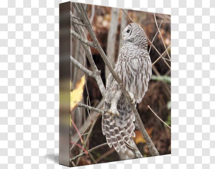 Owl Fauna Hawk Feather Beak - Twig - Barred Transparent PNG