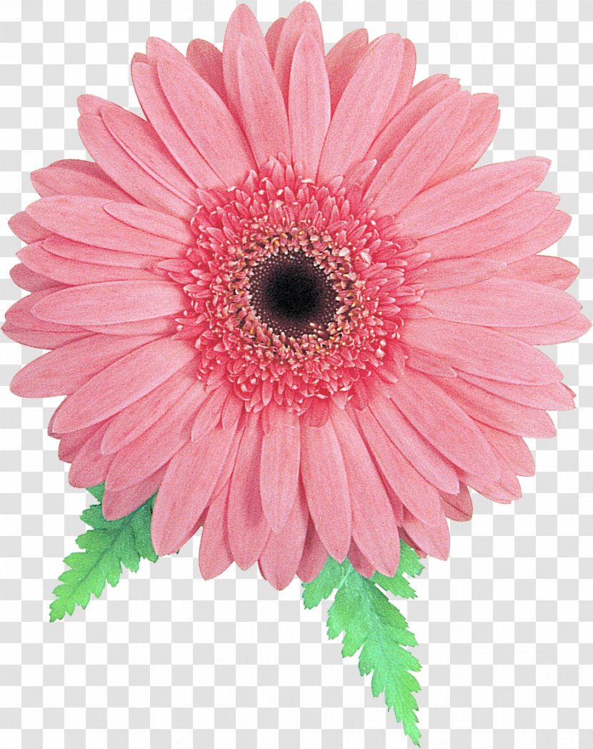 Transvaal Daisy Family Pink Cut Flowers - Flowering Plant - Gerbera Transparent PNG