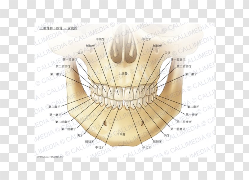 Maxilla Mandible Anatomy Human Body Bone - Silhouette - Stereoscopic Of Teeth Transparent PNG