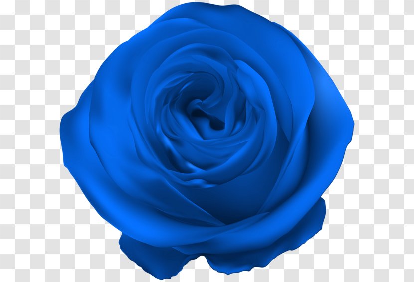 Blue Rose Garden Roses Flower - Plant Transparent PNG