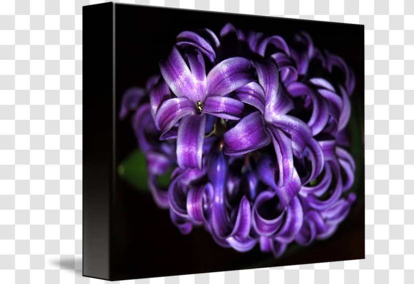 Hyacinth Floral Design Petal Flower Transparent PNG