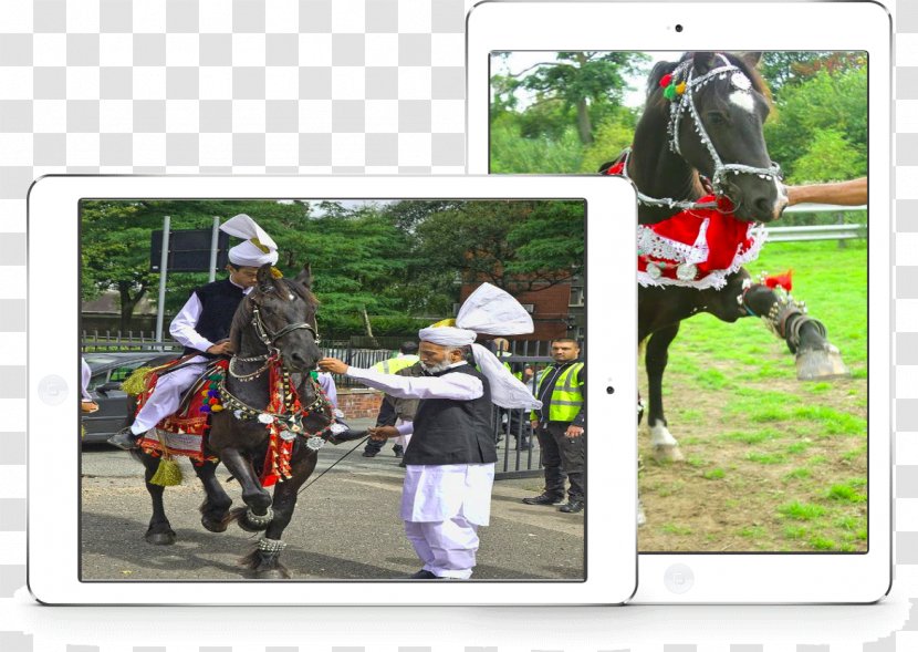 Stallion Rein Equestrian Sport Racing - Race - Wedding Horse Transparent PNG