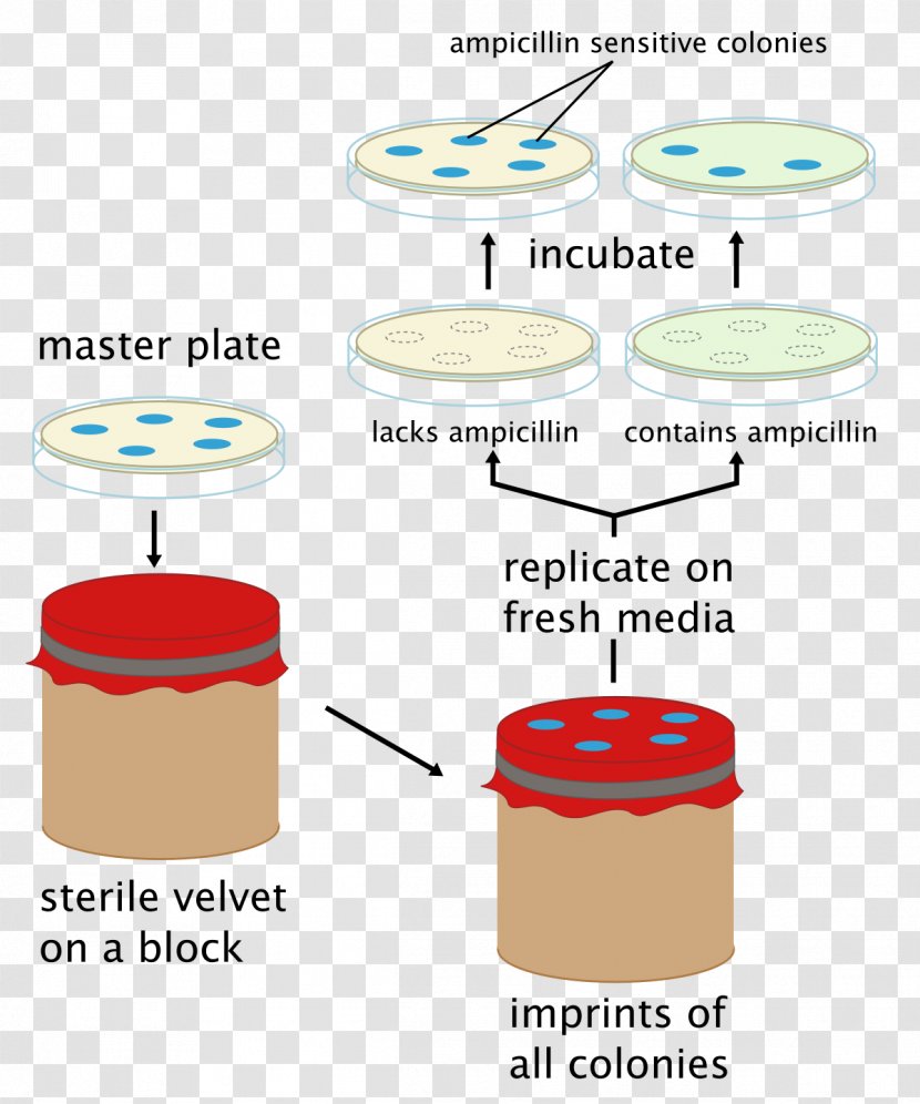 Replica Plating Microbiological Culture Microorganism Bacteria Posiew - Table - Psychosynthesis Transparent PNG