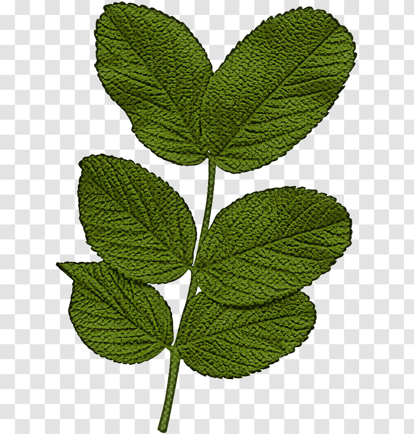 Leaf Plant Flower Slippery Elm Tree Transparent PNG