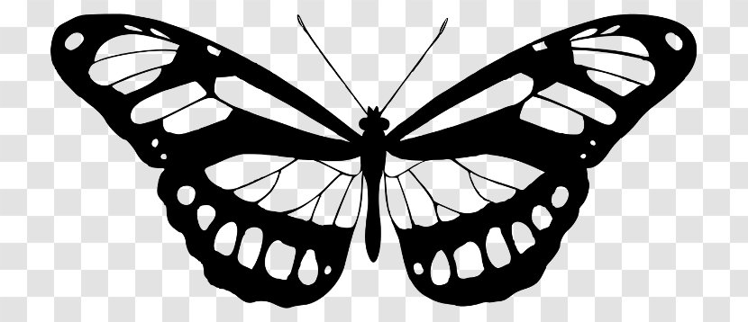 Butterfly Printmaking Photography Art Transparent PNG