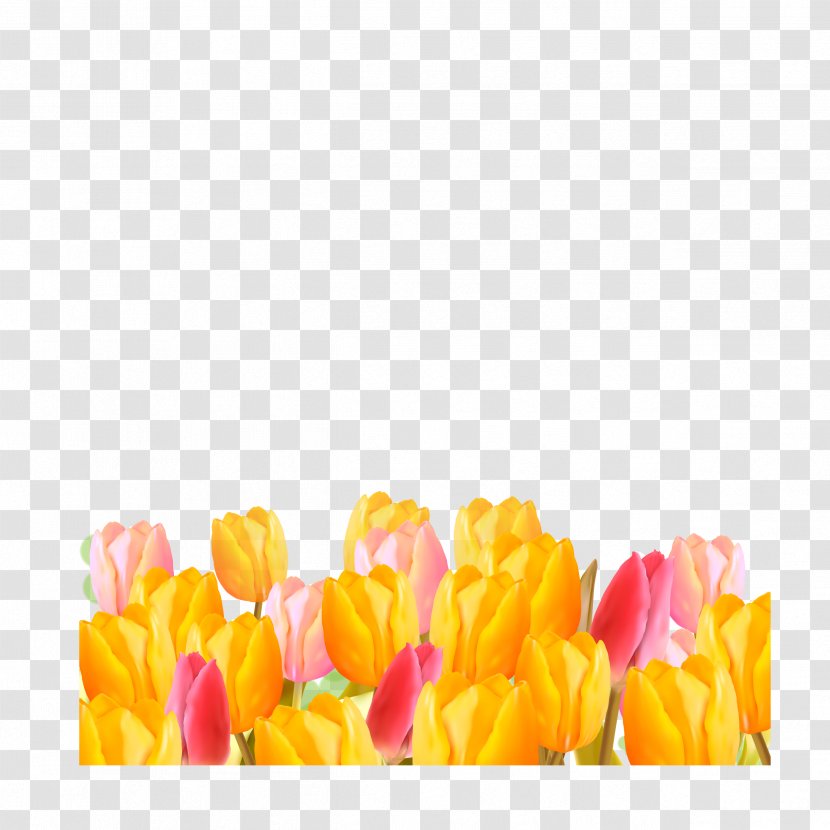 Tulip Flower Download - Lily Family Transparent PNG