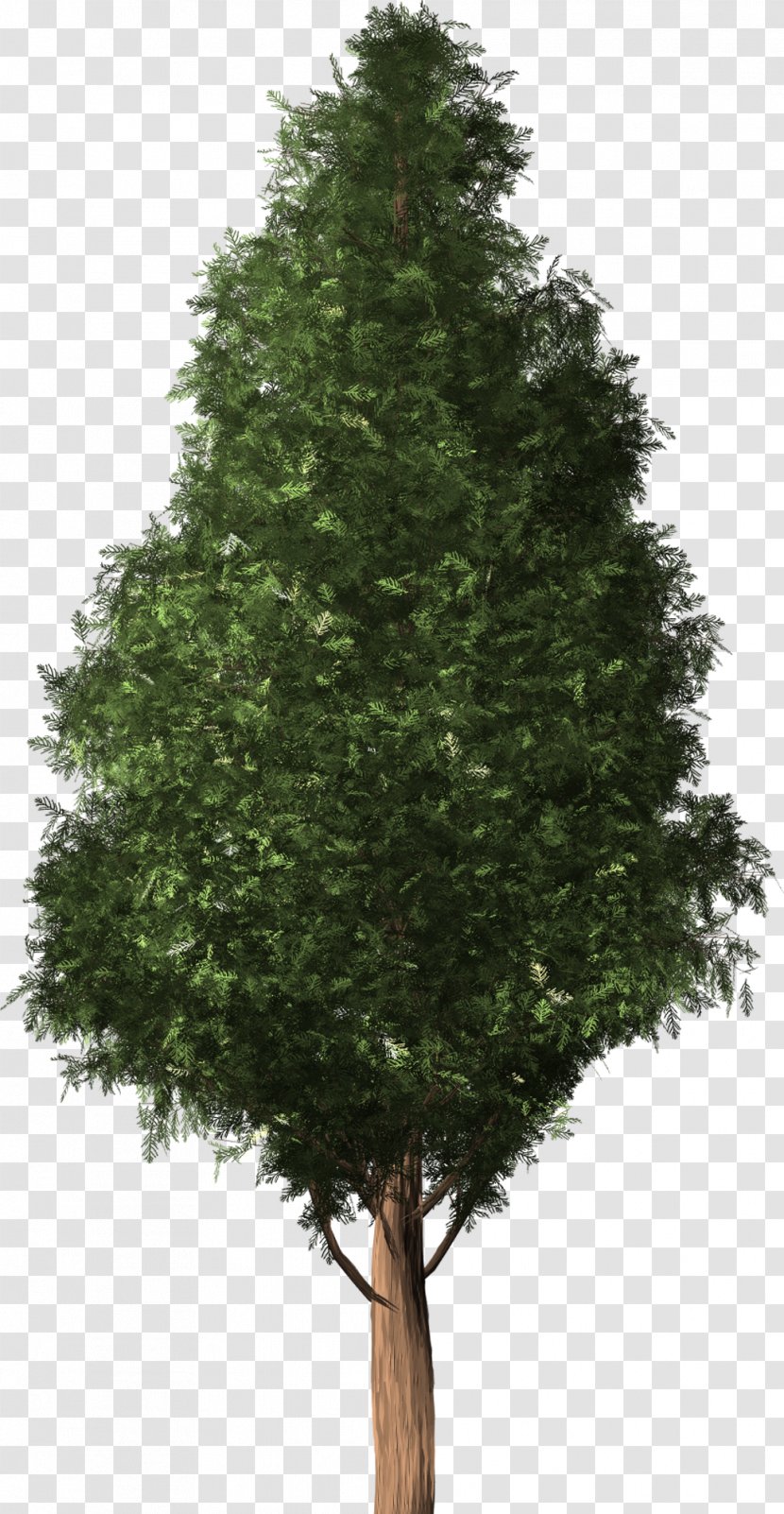 Tree Cedar Austrocedrus Foot Fir - Pinaceae Transparent PNG