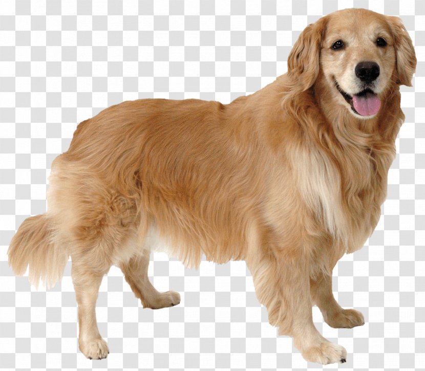 What Dog? Puppy Cat Canine Body Language - Dog Training - Golden Retriever Transparent PNG