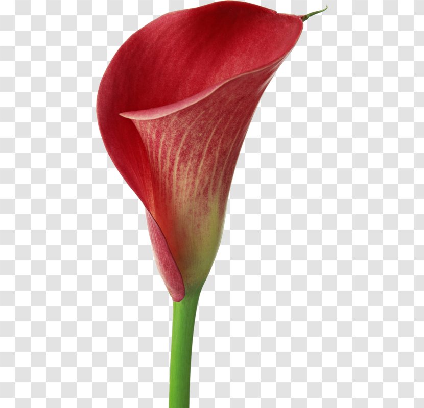 Arum-lily Easter Lily Flower Callalily Zantedeschia Rehmannii - Alismatales - Red Calla Transparent PNG