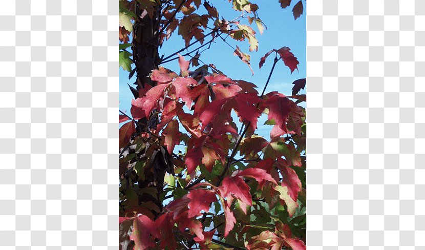 Sugar Maple Tree Branch Nursery Shrub - Flora - Paper Falling Transparent PNG